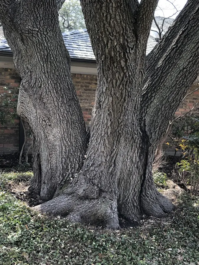 Mature heritage tree close to a Lorane property cared for by certified arborists